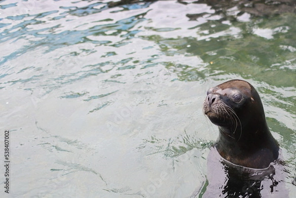 Fototapeta オタリア
