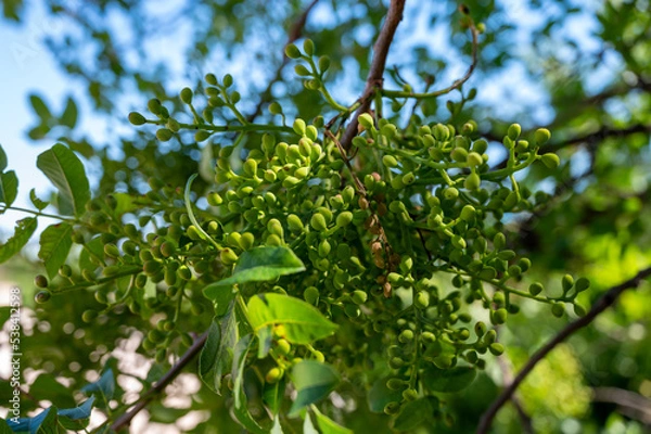 Fototapeta Sweet, delicate, fragrant nuts, Bronte pistachios with brilliant green colour and pistachio tree with unripe nuts