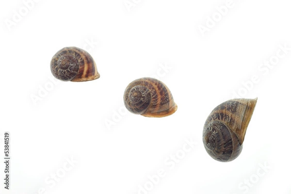 Fototapeta snail shell collection