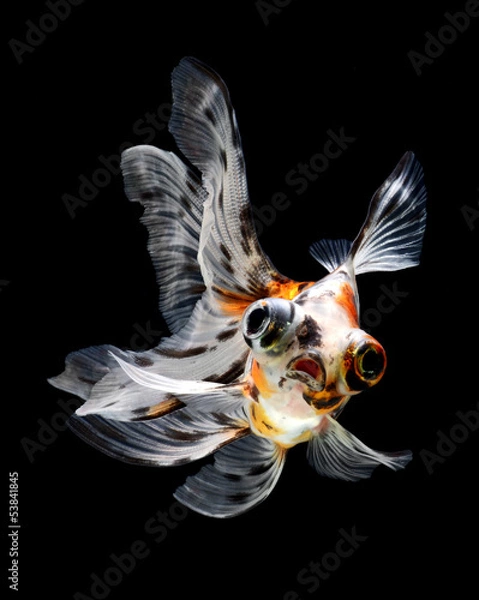 Fototapeta goldfish isolated on black background
