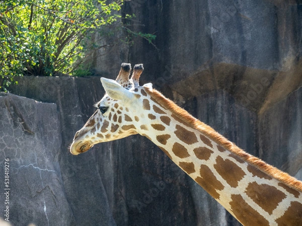 Obraz Giraffe grazing