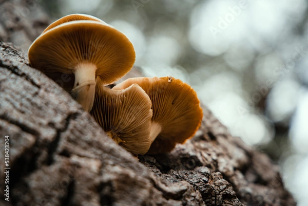Fototapeta Champignons dans la forêt en automne