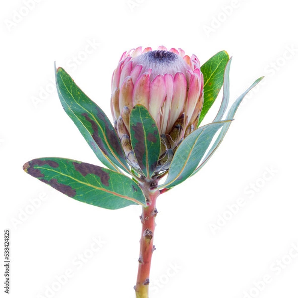 Obraz Protea flower on a white background isolated on transparent background
