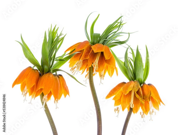 Fototapeta Three Imperial Crown (Fritillaria Imperialis) isolated on transparent background