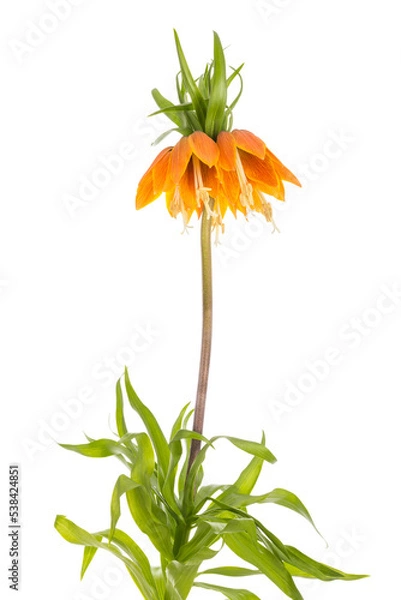 Fototapeta Imperial Crown (Fritillaria Imperialis) isolated on transparent background