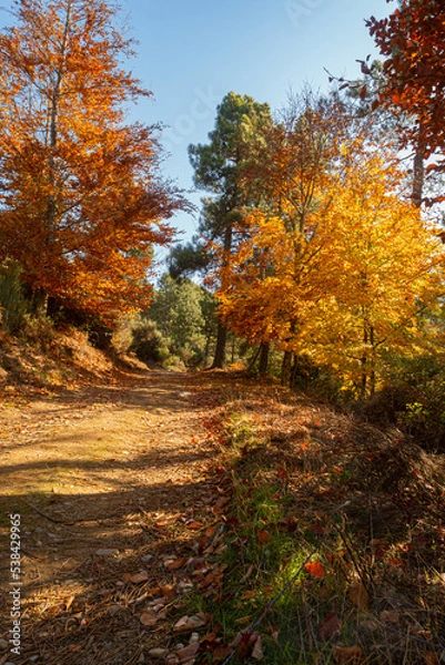 Fototapeta São Lourenço Beech Tree Forest, pathway leaves fall in ground landscape on autumnal background in November, Manteigas, Serra da Estrela, Portugal.