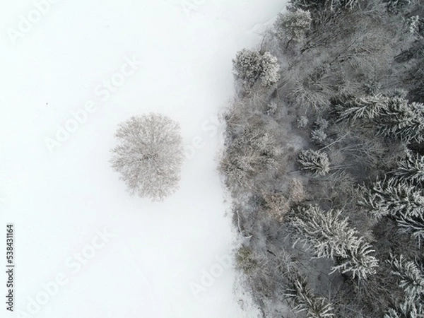 Fototapeta snow covered trees