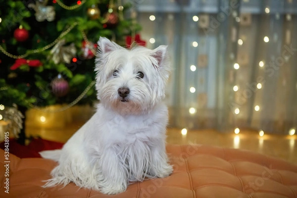 Fototapeta White terrier dog at home on the background of a Christmas tree for the background of the New Year holiday