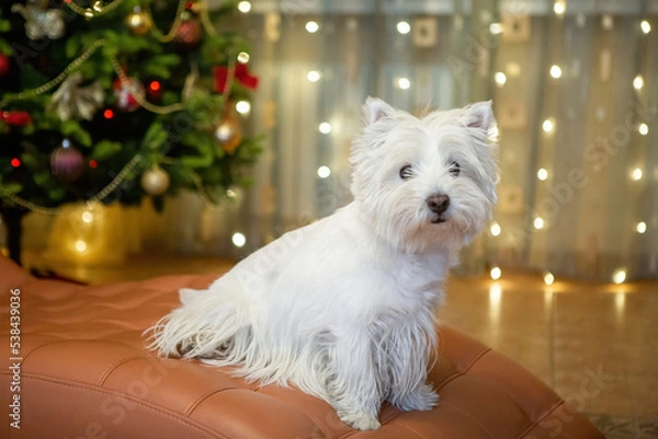 Fototapeta White terrier dog at home on the background of a Christmas tree for the background of the New Year holiday