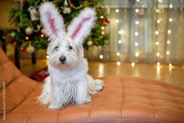 Fototapeta White terrier dog with rabbit ears at home on the background of a Christmas tree a new year rabbit