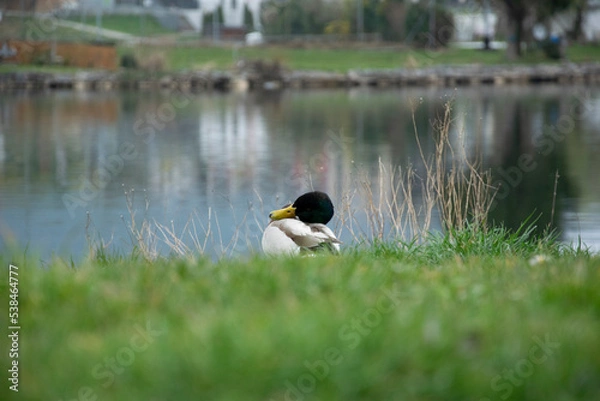 Fototapeta duck on the lake