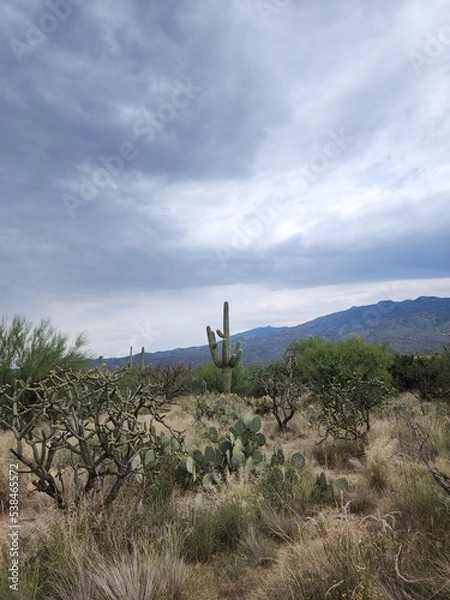 Obraz windmill on the hill