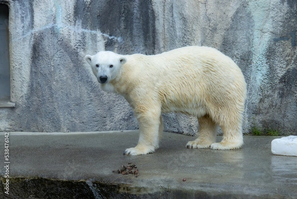 Fototapeta シロクマ