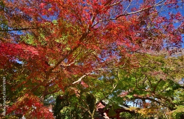 Obraz 紅葉の長谷山　本土寺