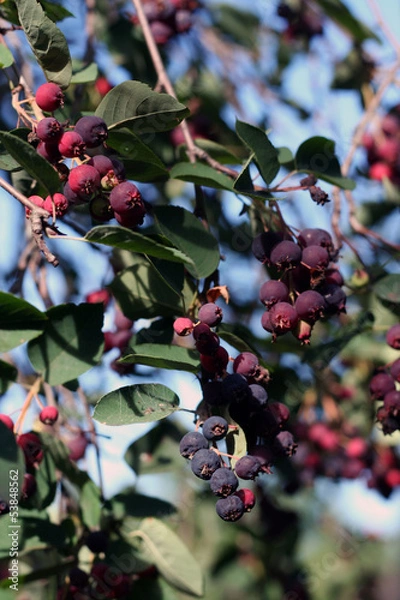 Fototapeta a lot of saskatoon berries