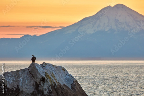 Obraz Wild Bald Eagle