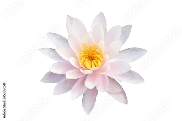 Obraz Water lilly nymphaea - Irene - isolated on black background