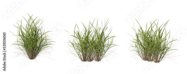Fototapeta Bunches of grass on a transparent background. 3D rendering.