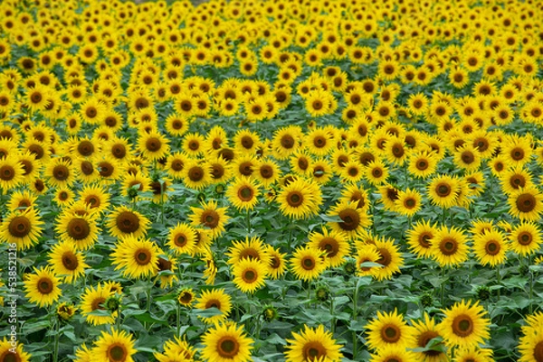 Fototapeta 遅咲き満開