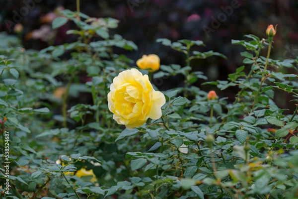 Obraz Rose Garden under the Rain