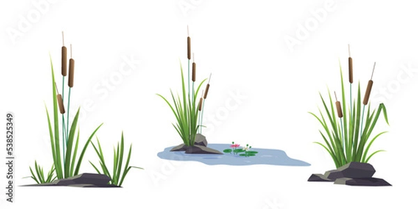Fototapeta Cattail reeds and stones, water lilies (lotus flowers) nearby - a set of color vector drawings isolated on a white background.