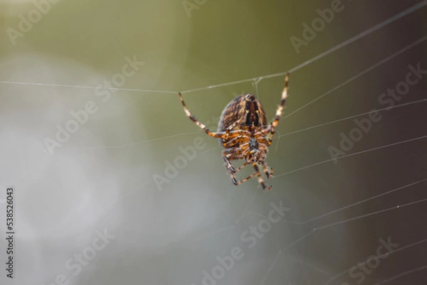 Fototapeta European garden spider (cross spider) in a web with a bokeh background