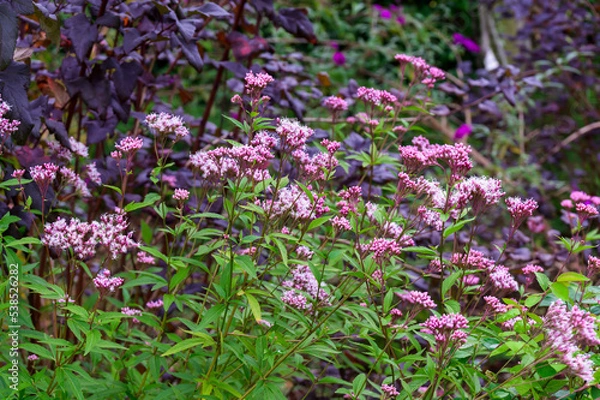 Obraz Eupatorium × Arakianum ‘Pink Frost’