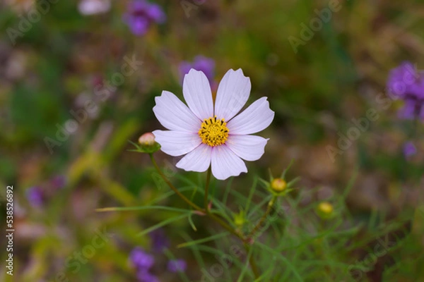 Obraz Cosmos Flower