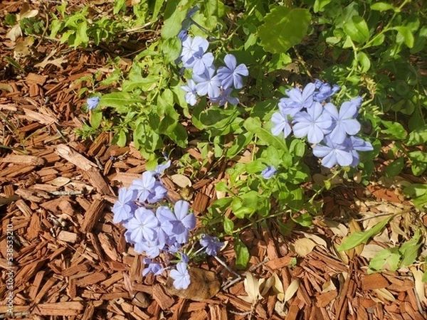 Obraz flowers in the garden