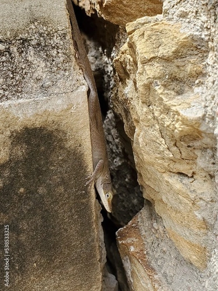 Obraz wall with lizard 