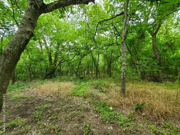Obraz tree in the park