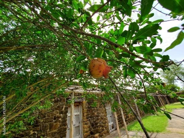 Obraz fruit on tree