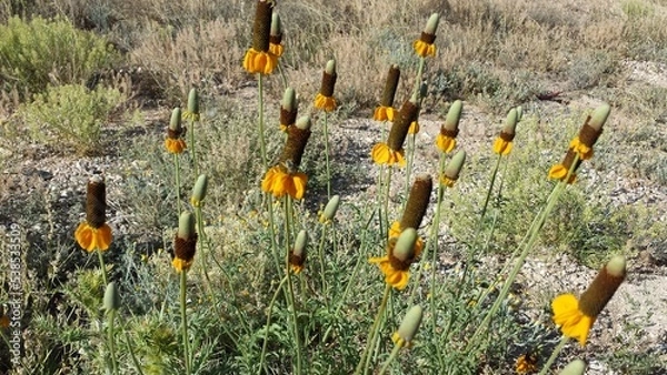Obraz flowers in spring