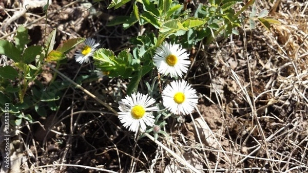 Obraz daisies in the grass