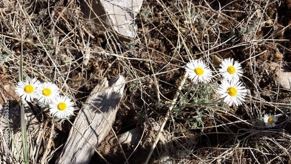 Obraz daisies in the grass
