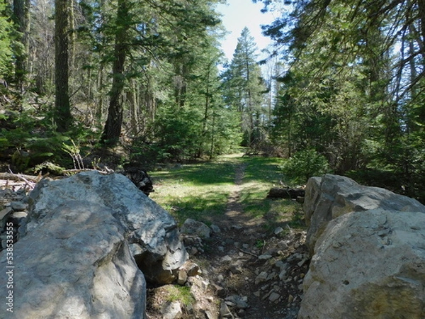 Obraz Rocks and trees