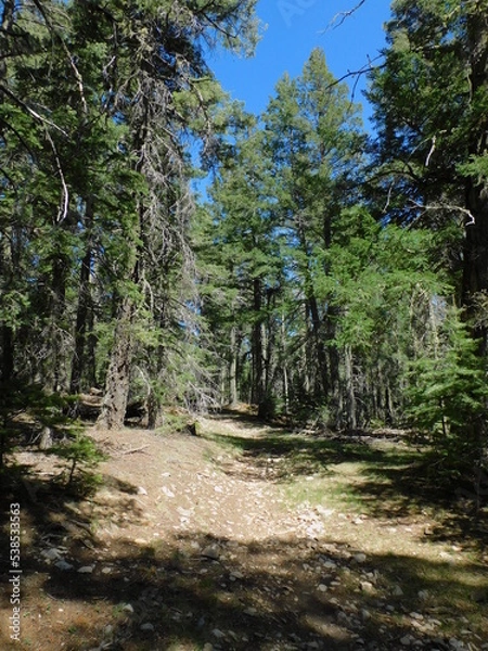 Obraz footpath in the woods