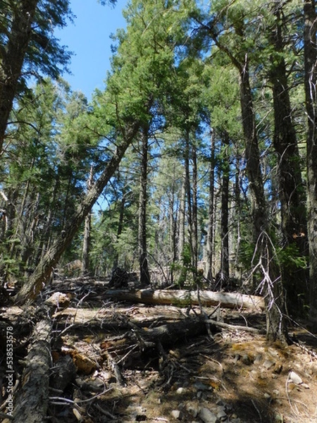 Obraz forest in the forest