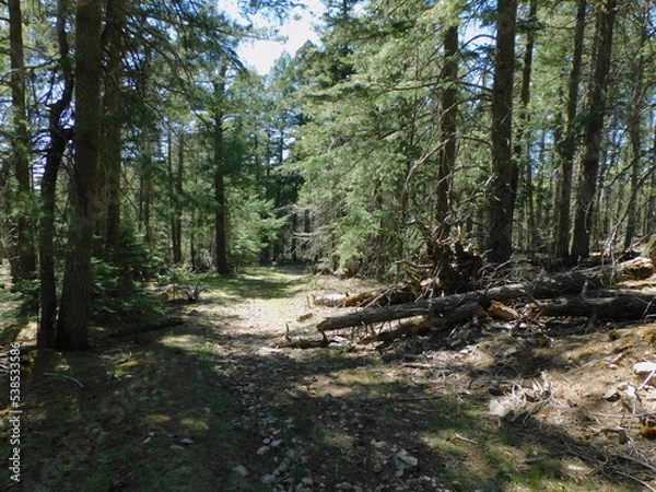 Obraz wood in the forest