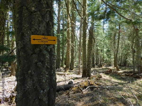 Obraz trail sign in forest