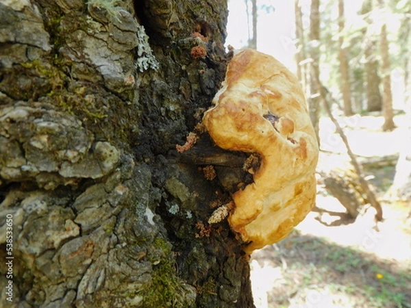 Obraz fungus on tree