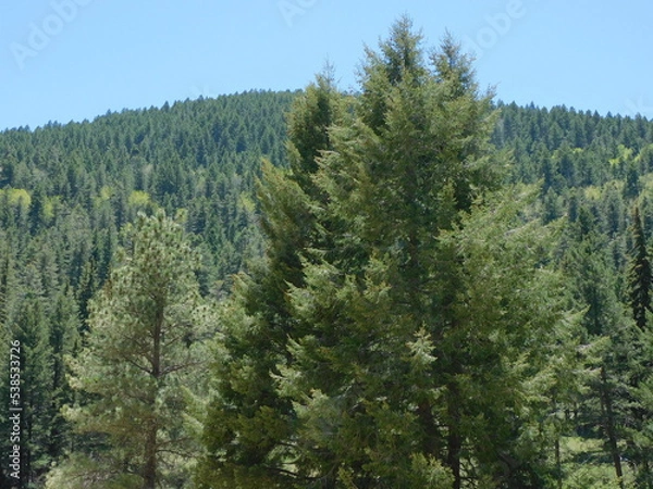 Obraz pine tree forest