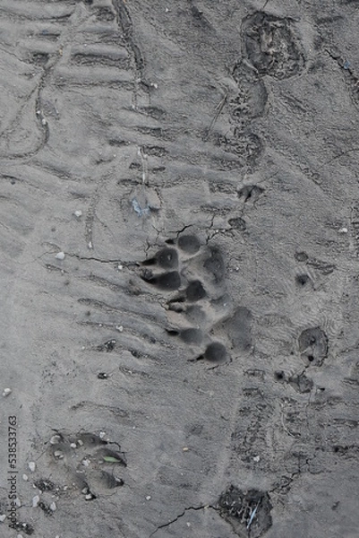 Obraz footprints in the sand