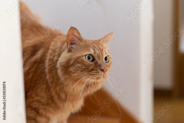 Fototapeta 見つめる猫　茶トラ猫