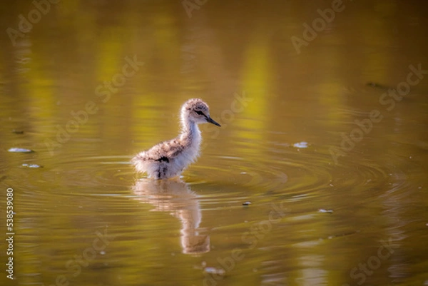 Obraz A little bird, Cavaliere D'Italia, Himantopus