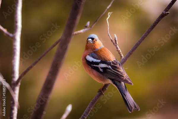 Obraz chaffinch on a branch