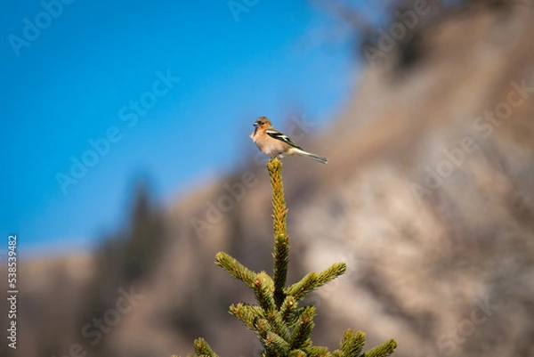 Obraz chaffinch on a branch, fringuello sul ramo 