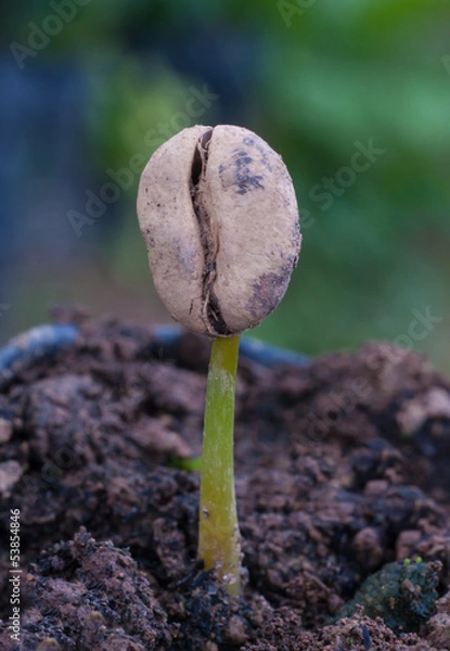 Fototapeta coffee sprout