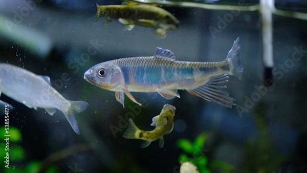 Fototapeta オイカワ