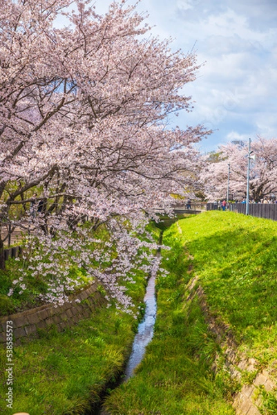 Obraz 埼玉県　幸手権現堂桜堤・満開の桜と菜の花畑
